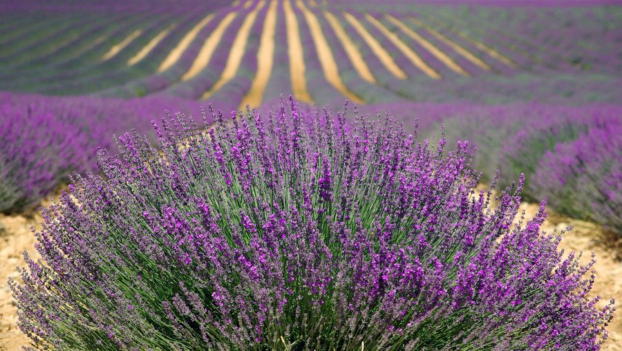 Provence, holidays never to be forgotten