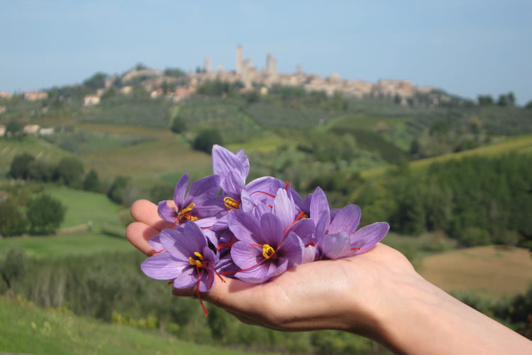 Saffron Tuscany Italy