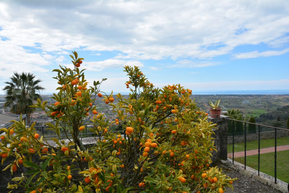 Italy Tuscany Orangetree